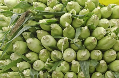 Ears of corn stacked neatly at farmers market in Beaverton, Oregon
